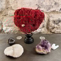 Image 2 of Ancien corail rouge orgue Tubipora musica sur socle en bois fin XIXe - Cabinet de curiosités