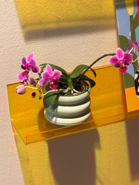 Image 5 of PRE ORDER