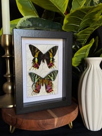 SUNSET MOTH DUO - METALLIC CREAM