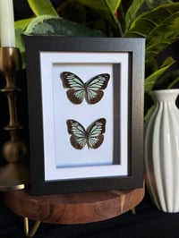 "THE COMMON WANDERER"