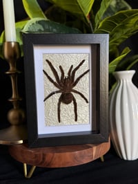 TARANTULA BOX - METALLIC CREAM