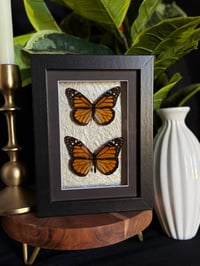 MONARCH DUO - METALLIC CREAM