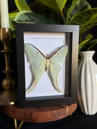 LUNA MOTH BOX - WHITE
