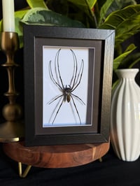 ORB WEAVER - BLACK