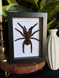 TARANTULA FRAME - WHITE