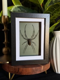 ORB WEAVER BOX - GREEN