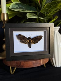 DEATH HEAD HAWK MOTH BOX - BLK FLOATING