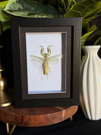 PRAYING MANTIS BOX - BLK FLOATING