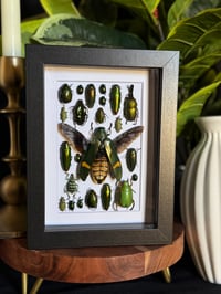 ALL GREEN BEETLE BOX - #3