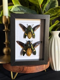 JEWEL BEETLE DUO - WHT