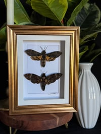 DEATH HEAD HAWK MOTHS - GOLD