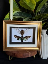 CLEAR / BLUE WINGED CICADA FRAME