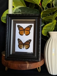 MONARCH DUO - ORNATE BLACK