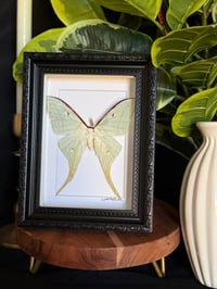 LUNA MOTH FRAME - BLACK ORNATE