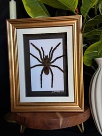 TARANTULA FRAME - GOLD