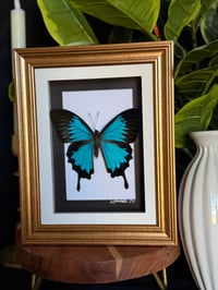 BLUE EMPEROR FRAME - GOLD