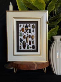 BEETLE BOX - ELEGANT GOLD