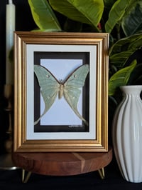 LUNA MOTH FRAME - BLK / GOLD