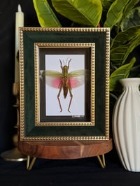 PINK/GREEN GRASSHOPPER - VELVET