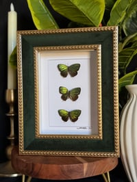 METALLIC GREEN BUTTERFLIES - VELVET