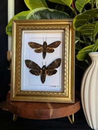 DEATH HEAD DUO - ORNATE GOLD