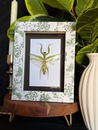 VINTAGE PRINT PRAYING MANTIS FRAME