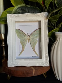 LUNA MOTH FRAME - WHITE ORNATE
