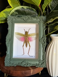 PINK / GREEN WINGED GRASSHOPPER