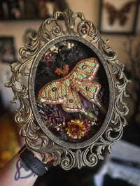 Image 1 of Spanish Moon Moth Frame