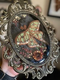 Image 2 of Spanish Moon Moth Frame