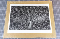 "ET... PAON !" FB argentique 24x30cm