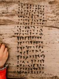 Image 1 of Shark Tooth Hunting Adventure 2026