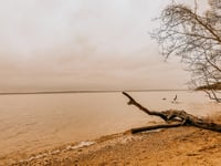 Image 2 of Shark Tooth Hunting Adventure 2026