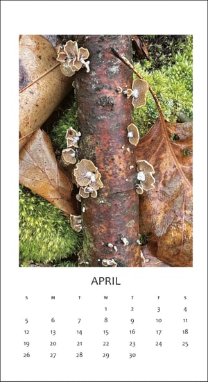 Image of Walk Sightings, everyday magic - 2026 Calendar