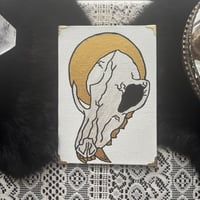 Image 1 of Coyote Ugly