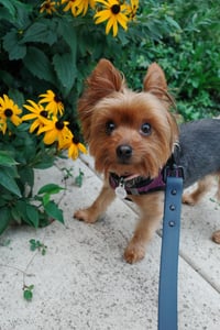 Image 3 of Custom Dog Portrait Linocut | Wood-Carved Block Print | Personalized Pet Art | Dog Memorial Gift ...