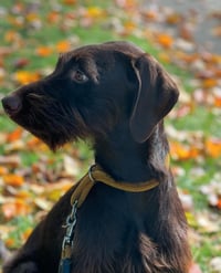 Image 5 of Custom Dog Portrait Linocut | Wood-Carved Block Print | Personalized Pet Art | Dog Memorial Gift ...