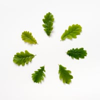 BEUYS' ACORNS (Spring Leaves 7) 