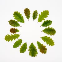 BEUYS' ACORNS (Spring Leaves 14) 