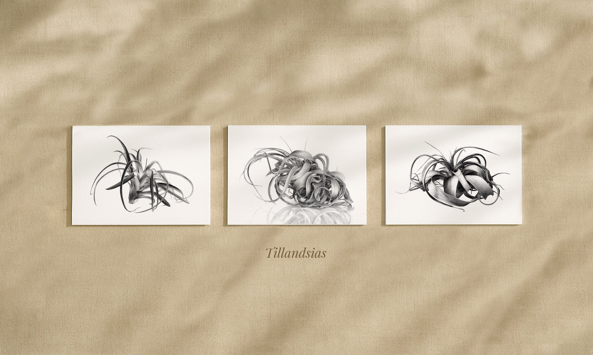 Image of Monochrome Card Trios 