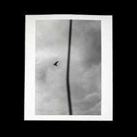 "BIRD LINE" FB argentique 24x30cm