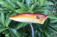 Image 4 of SPEEDBAITS Custom Airbrushed Topwater Popper 4616