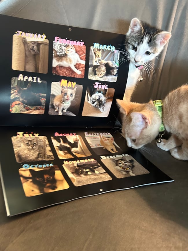 2026 Community Cats Calendar