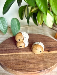 Image 1 of White Speckled Beetles