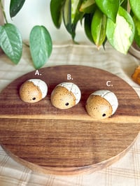 Image 2 of White Speckled Beetles