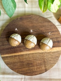 Image 3 of White Speckled Beetles