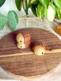 Image 1 of Shino Beetles