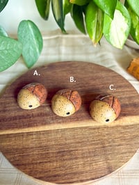 Image 2 of Shino Beetles