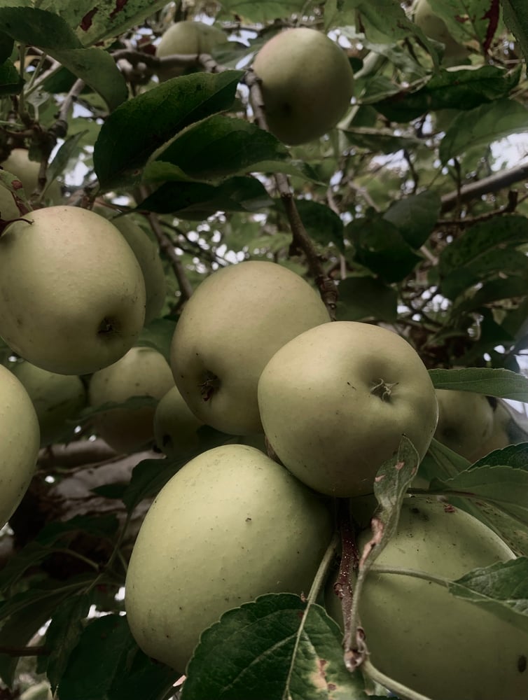 Image of Sagittarius Perfume (Stinging Nettle, Sage, Spikenard, Tobacco)