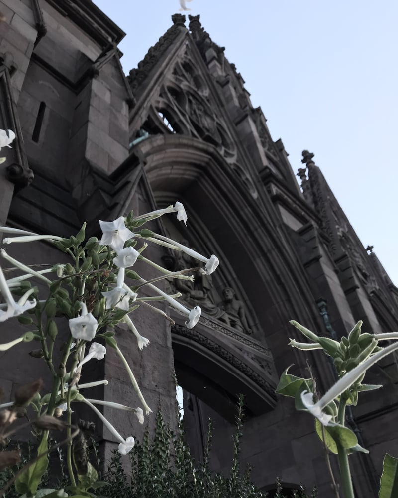 Image of Sagittarius Perfume (Stinging Nettle, Sage, Spikenard, Tobacco)